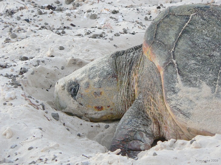 67- Une tortue caouanne vient pondre sur la plage.JPG